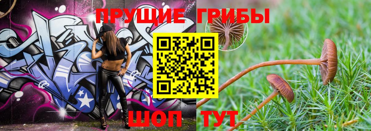 Псилоцибиновые грибы Psilocybe Королёв